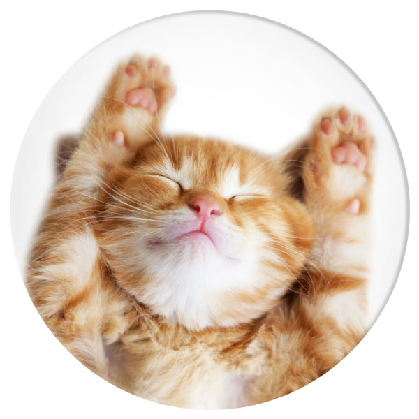 PopSockets PopGrip Snoozy Cat - ausziehbarer Griff voor Handys